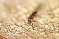 * Nomination RED-CLIP EAGLE, soldier (Pyrrhocoris apterus), common representative of a small family. red bugs (Pyrrhocoridae, approx. 400 species; 2 genera, 5 species are represented in Russia), neg. half-winged. Body length 7–12 mm. Widely distributed in the West. half of Eurasia. They live on the soil, eat preim. fallen tree seeds, often form large clusters on trunks, stumps and other warmed places, especially in early spring. (Great Russian Encyclopedia. Electronic version.)English: RED-CLIP EAGLE, soldier (Pyrrhocoris apterus), fights with ice and snow out of season. --Aleda12 13:41, 14 July 2020 (UTC) * Decline  Oppose Lacks sharpness and quality. --Ermell 21:08, 14 July 2020 (UTC)
