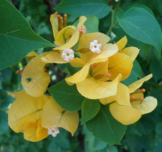 File:(Bougainvillea glabra) cultivators at Kailasagiri 02.JPG