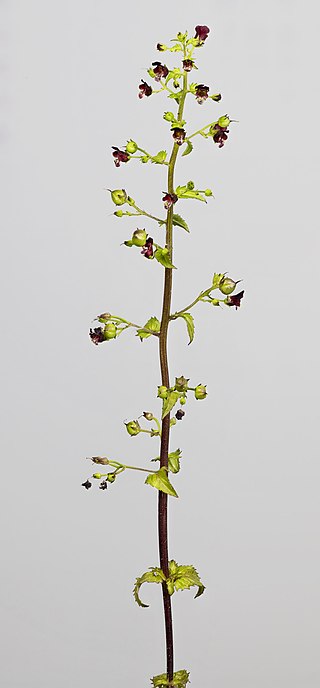 <i>Scrophularia peregrina</i> Species of plant