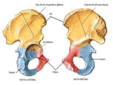 Ílio, Púbis, Ísquio.png