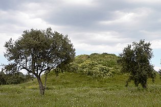 Tumulus ou soros des Athéniens