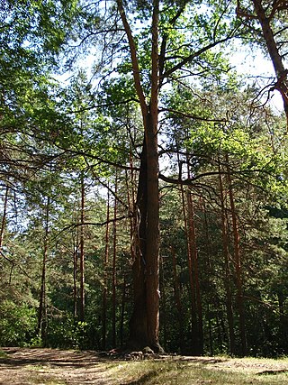 <span class="mw-page-title-main">Tambovsky District, Tambov Oblast</span> District in Tambov Oblast, Russia