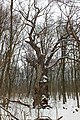 Дідодуб - одне з найстаріших дерев Київської області