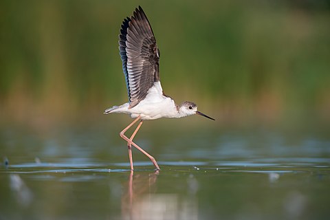 Himantopus himantopus (juvenile)