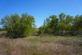 берёза днепровская в Рыбальчанском лесничестве