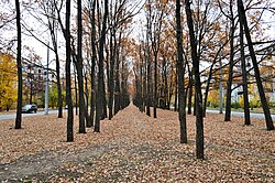Защитная лесополоса на улице Гарифьянова выполняет функцию разделительной полосы между обеими сторонами проезжей части (октябрь 2018)