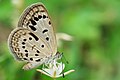 * Nomination Dark grass blue butterfly nectaring --Sathya K Selvam 02:12, 20 July 2018 (UTC) * Decline Sorry, completely unsharp --Llez 04:39, 20 July 2018 (UTC)