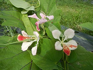 02218jfBauhinia purpurea flowers Bulacanfvf 03.jpg