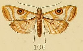 Dysallacta megalopa