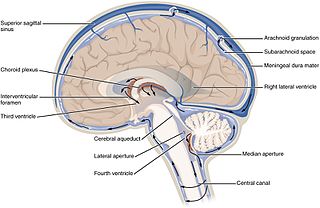 Ventricular system set of structures containing cerebrospinal fluid in the brain