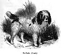 Poodle from 1859