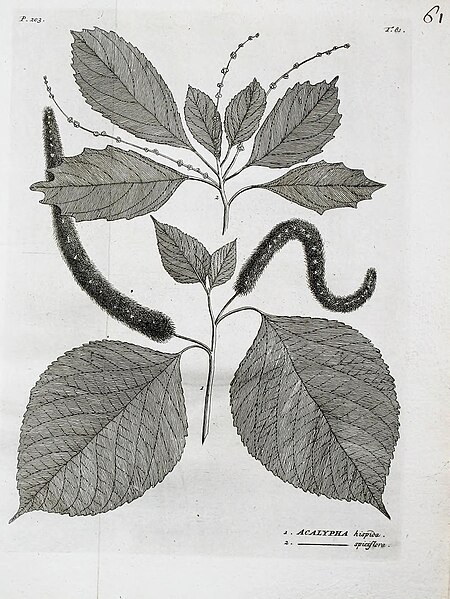 File:18th century flora in Indian subcontinent (5).jpg