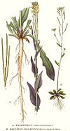 194 Arabidopsis thaliana, Turritis glabra.jpg