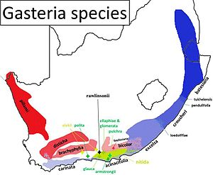 1 Gasteria species - Distribution map South Africa.jpg