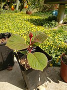 2-year-old Actinidia deliciosa seedling.jpg