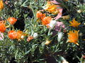 Lampranthus auriantacus