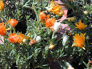 Lampranthus Glaucoides