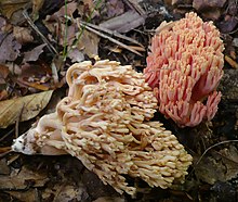 Ramaria neoformosa 