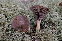 2012-10-14 Hygrocybe lacmus (Schumach.) P.D. Orton & Watling 272584.jpg