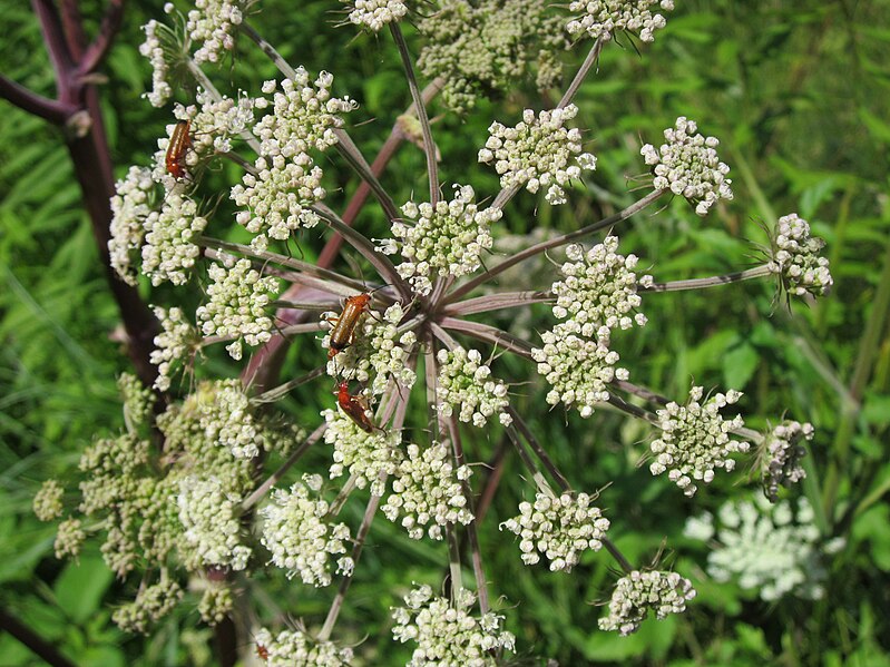 File:20120723Angelica sylvestris4.jpg