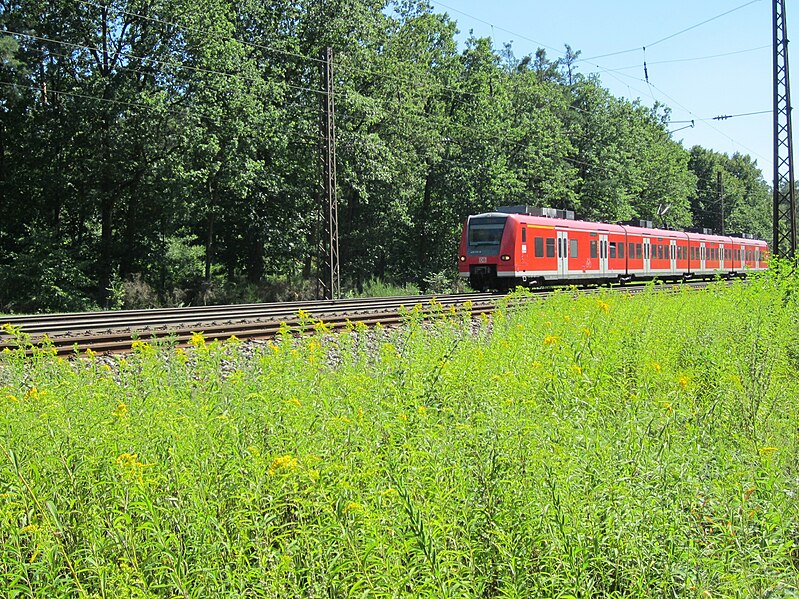 File:20120801Solidago canadensis11.jpg