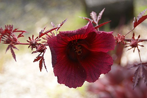 2013.11.01.112231 Cranberry hibiscus - Hibiscus acetosella - Hilo Hawaii