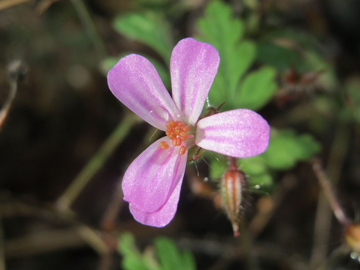 Geranium robertianum