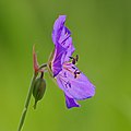 Wiesen-Storchschnabel - Geranium pratense