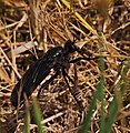 Große Wolfsfliege - Dasypogon diadema, Männchen