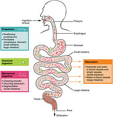 Category:Digestion - Wikimedia Commons