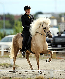 Un cheval de couleur beige avec un brun plus foncé sur l'arrière-train monté dans un anneau de terre par un cavalier en tenue de soirée noire.