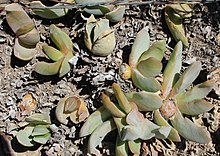 2 Glottiphyllum carnosum - Oudtshoorn.jpg