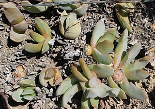 <i>Glottiphyllum carnosum</i> Species of succulent