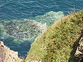 Blick auf den Vogelfelsen La Fauconniere-Das Cap Frehel ist ein Vogelschutzgebiet das viele Brutvogelarten beherbergt.-Cote de Emeraude,Village Plevenon