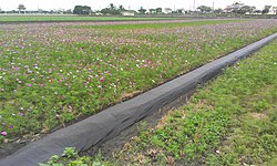 Bidang pertanian dengan tanaman penutup di musim dingin di Cihtong