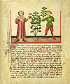 Bergamói Herbárium 1441-ből (figyeljük meg a doktor alakját, jellemző üvegedénnyel a kezében)