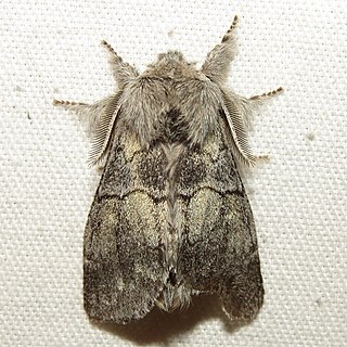 <i>Gluphisia lintneri</i> Species of moth