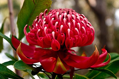 Waratah in Blue Gum Forest from Pierces Pass in Blue Mountains National Park. AGAV6949.jpg