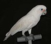 A Goffin's Cockatoo on a perch.jpg