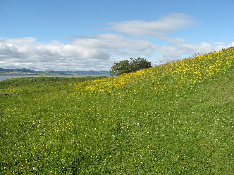 File:A flowery meadow bank on the North shore of the Tay - geograph.org.uk - 1942480.jpg