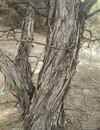 Acacia sessiliceps bark.tif