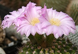 Az Acanthocalycium spiniflorum virágai