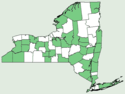 Acer nigrum NY-dist-map.png
