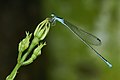 * Nomination Aciagrion occidentale --Jkadavoor 16:48, 8 May 2017 (UTC) * Promotion Good quality. --Livioandronico2013 19:02, 8 May 2017 (UTC)