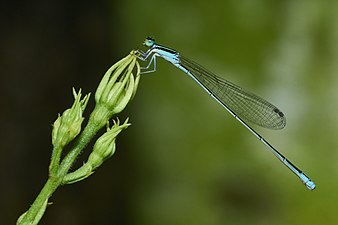 Green-striped Slender-Dartlet / Asian Slim Damselfly Aciagrion occidentale, female