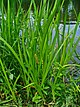 Acorus calamus 001.JPG