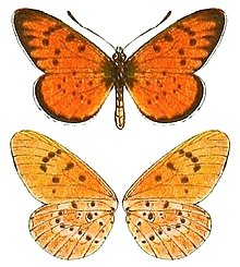 AcraeaSpecies2, Acraea zitja.jpg