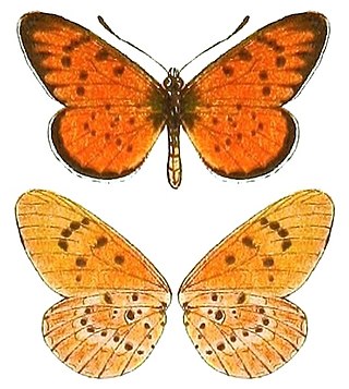 <i>Acraea zitja</i> Species of butterfly