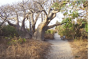 Gambia (north view), Bijilo Forest Park