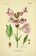 Thumbnail for File:Addisonia - colored illustrations and popular descriptions of plants (1916-(1964)) (16585475820).jpg